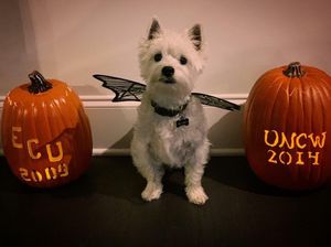 Image post by @uncw.alumni on Instagram