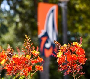 Image post by @utsastudents on Instagram
