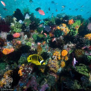 Image post by @discovery on Instagram