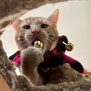 Image post by @whitmanpets on Instagram