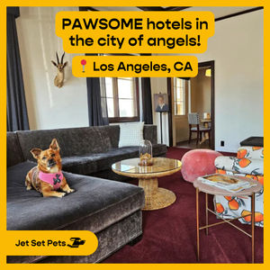 Image post by @jetsetpets on Instagram