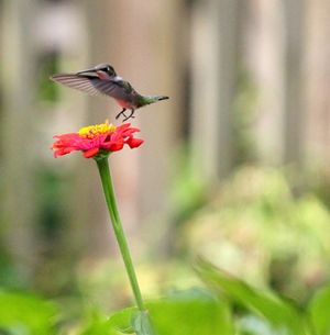 Image post by @kidsgardening on Instagram