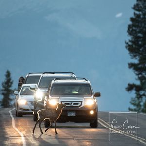 Image post by @lightboximages on Instagram