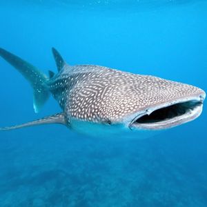 Image post by @animalplanet on Instagram