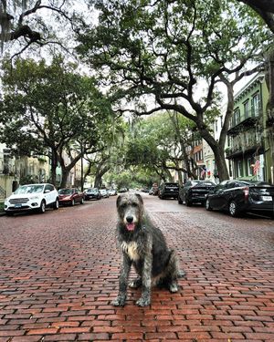 Image post by @thesavannahwolfhound on Instagram