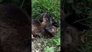 Video post by @gopro on YouTube