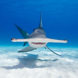 Image post by @animalplanet on Instagram