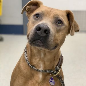 Image post by @spokhumanesoc on Instagram