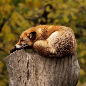 Image post by @animalplanet on Instagram