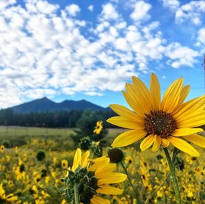 Image post by @nauflagstaff on Instagram