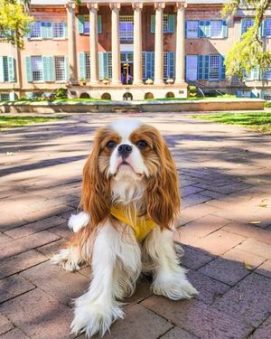 Image post by @collegeofcharleston on Instagram