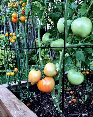 Image post by @bonnieplants on Instagram