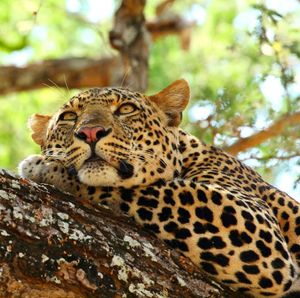 Image post by @chiawasafaris on Instagram