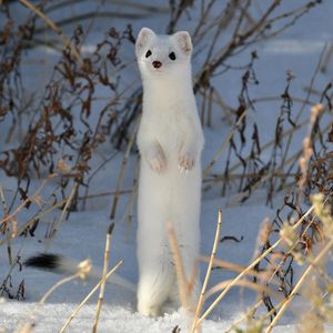 Image post by @animalplanet on Instagram