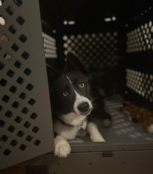 Image post by @tux_the_blue_pomsky on Instagram