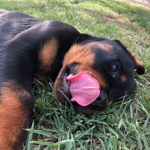Image post by @bestforpetsmelb on Instagram