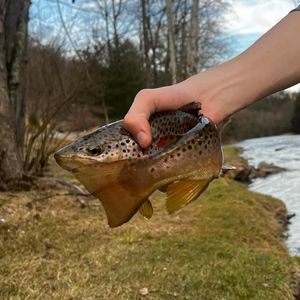 Image post by @slimfishes on Instagram