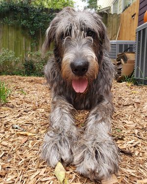 Image post by @thesavannahwolfhound on Instagram