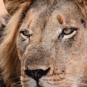 Image post by @chiawasafaris on Instagram
