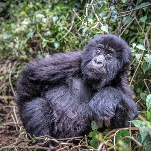 Image post by @animalplanet on Instagram