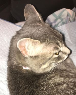 Image post by @kowalskikitties on Instagram
