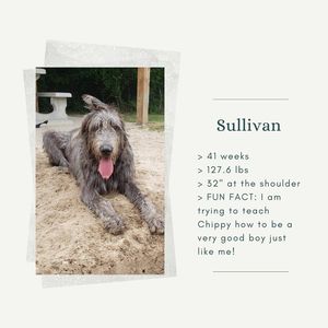 Image post by @thesavannahwolfhound on Instagram