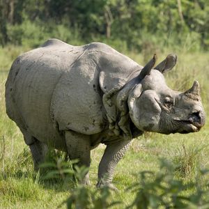 Image post by @animalplanet on Instagram