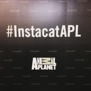 Image post by @animalplanet on Instagram