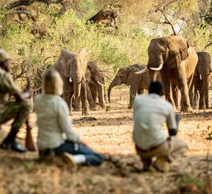 Image post by @chiawasafaris on Instagram