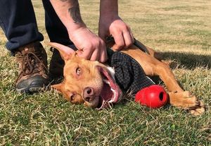 Image post by @evolvepetfood on Instagram