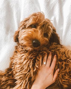 Image post by @theknot on Instagram