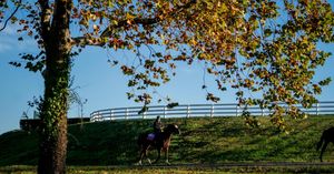 Image post by @breederscup on Instagram
