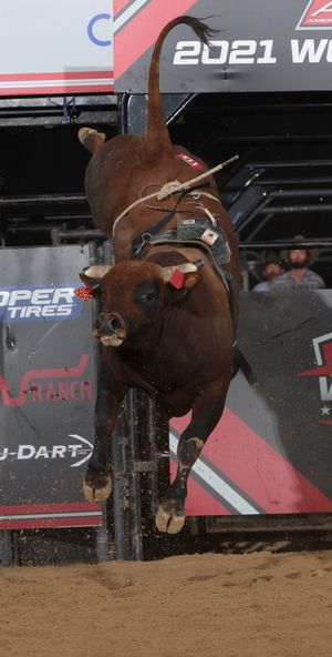 Image post by @pbr on TikTok