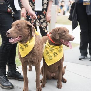 Image post by @umbclife on Instagram