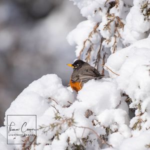 Image post by @lightboximages on Instagram