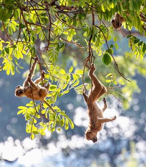Image post by @chiawasafaris on Instagram