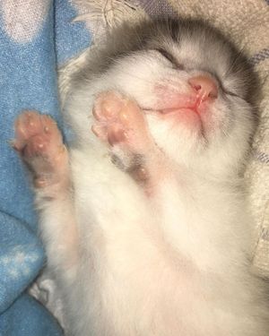 Image post by @kowalskikitties on Instagram