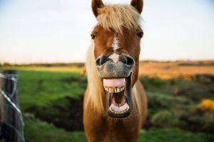 Image post by @animalplanet on Instagram