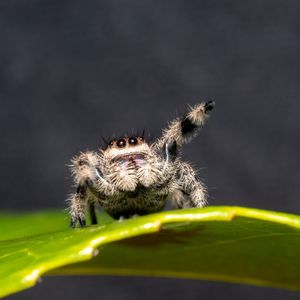 Image post by @animalplanet on Instagram