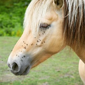 Image post by @equine_passion_online on Instagram