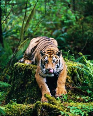 Image post by @discovery on Instagram
