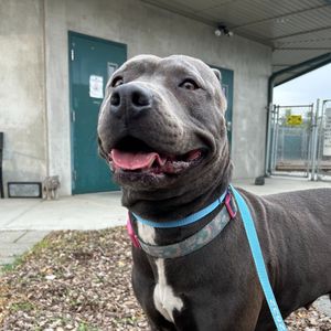 Image post by @whitmanpets on Instagram
