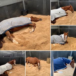 Image post by @snaffle_it on Instagram