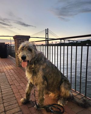 Image post by @thesavannahwolfhound on Instagram