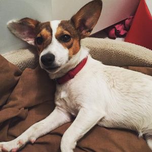 Image post by @snaffle_it on Instagram