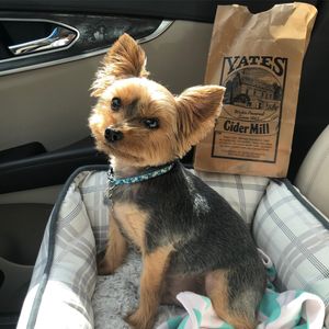 Image post by @melsk8 on Instagram