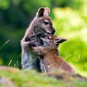 Image post by @animalplanet on Instagram