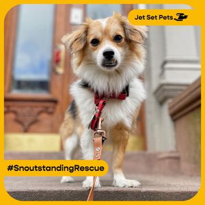 Image post by @jetsetpets on Instagram
