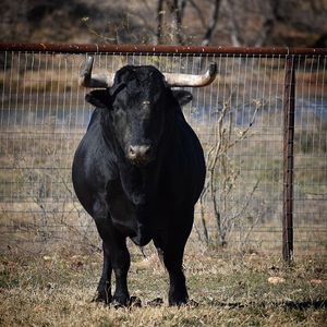 Image post by @bullfightersonly on Instagram