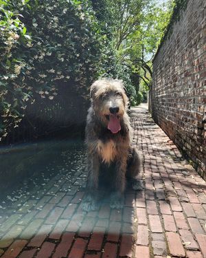 Image post by @thesavannahwolfhound on Instagram